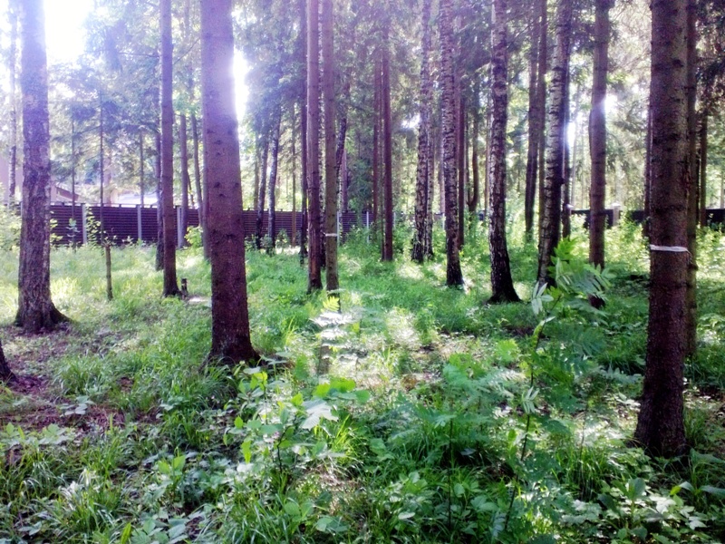 Лесные Дали М: земельный участок 30 сотка в 28 км от МКАД | ID 27983